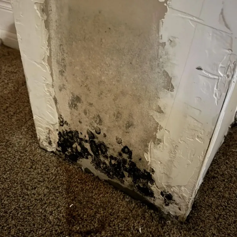 Professional Mold Removal in Woodburn, OR